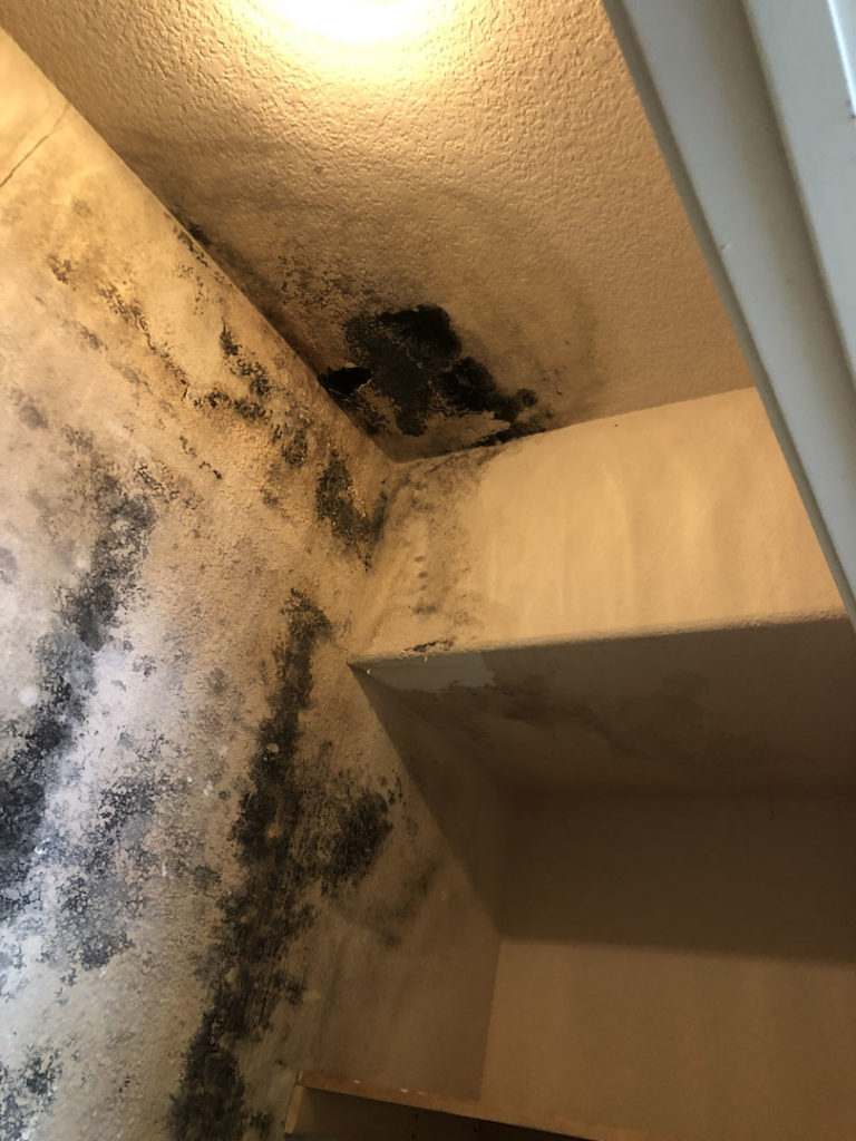 Mold in the corner of a closet