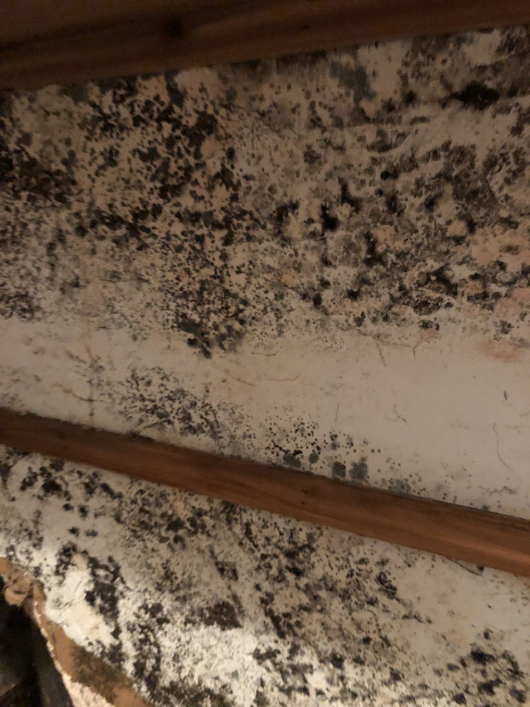 Black mold spots spreading across a wall