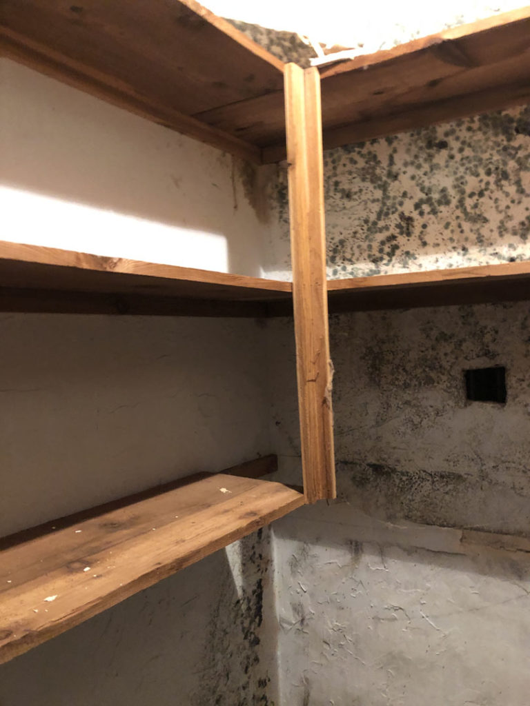 Mold on shelving and wall inside a closet
