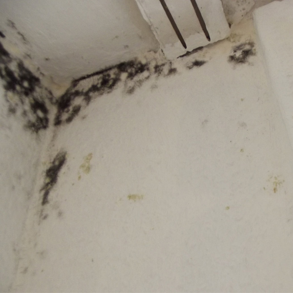 Mold Damage