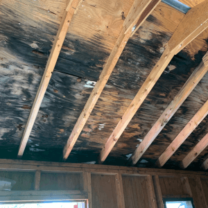 Wooden Ceiling with Black Molds 