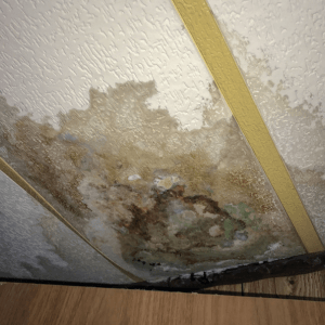 mold growth in wall from water leaks