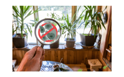 Can Mold Affect Your Indoor Air Quality? Yes, Here’s How