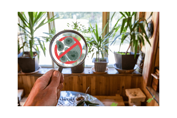 mold spore graphic close up magnifying glass room with plants