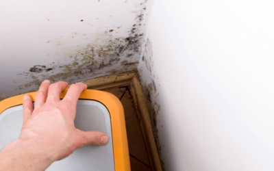 10 Places to Check for Mold That You’d Never Expect