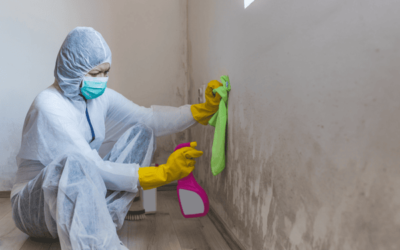 7 Warning Signs You Need Professional Mold Cleanup Before It Gets Worse