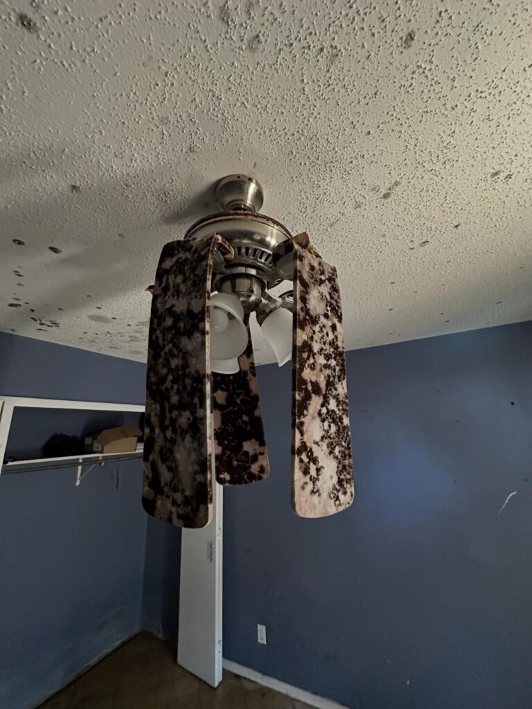 Mold covering a bedroom ceiling and ceiling fan